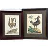 Image 1 : AN 18TH CENTURY HAND-TINTED ORNITHOLOGICAL LITHOGRAPH OF "NIGHT HAWKS" BY ALEXANDER WILSON