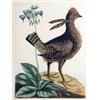 Image 2 : AN 18TH CENTURY HAND-TINTED ORNITHOLOGICAL LITHOGRAPH OF "NIGHT HAWKS" BY ALEXANDER WILSON
