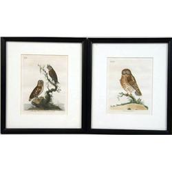 TWO 19TH-CENTURY HAND-TINTED ETCHINGS OF OWLS