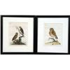 Image 1 : TWO 19TH-CENTURY HAND-TINTED ETCHINGS OF OWLS