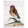 Image 2 : TWO 19TH-CENTURY HAND-TINTED ETCHINGS OF OWLS