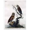 Image 4 : TWO 19TH-CENTURY HAND-TINTED ETCHINGS OF OWLS