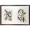 Image 1 : A HAND-COLORED DOUBLE-IMAGE LITHOGRAPH OF A "PIPERY FLYCATCHER" AND A TRIO OF "ARKANSAS, SWALLOW-TAI