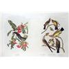 Image 2 : A HAND-COLORED DOUBLE-IMAGE LITHOGRAPH OF A "PIPERY FLYCATCHER" AND A TRIO OF "ARKANSAS, SWALLOW-TAI