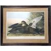 Image 1 : A HAND-COLORED LITHOGRAPH OF "ANAS OBSCURA/DUSKY DUCK", FROM THE RARE BIEN EDITION OF JOHN JAMES AUD