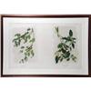 Image 1 : A HAND-COLORED DOUBLE-IMAGE LITHOGRAPH OF "SYLVIA CARBONATA/CARBONATED WARBLER" AND "SYLVIA PETECHIA