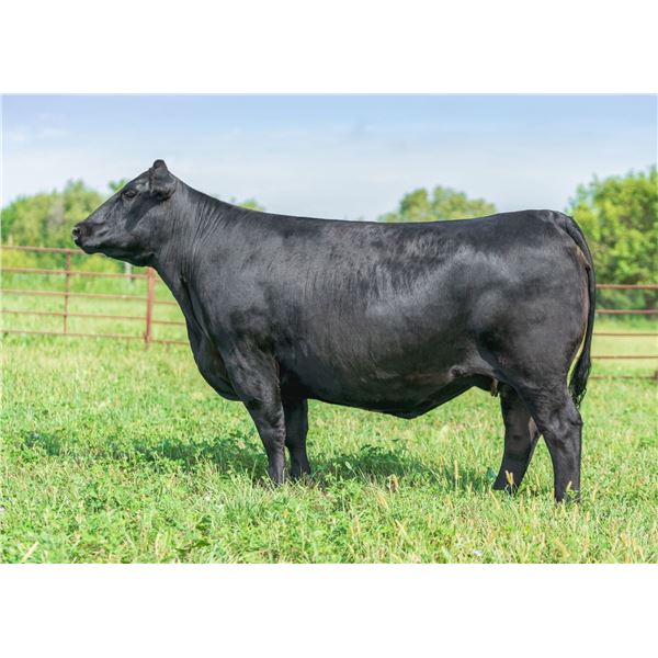 Byergo Elia 7631 x B-Precise 46G