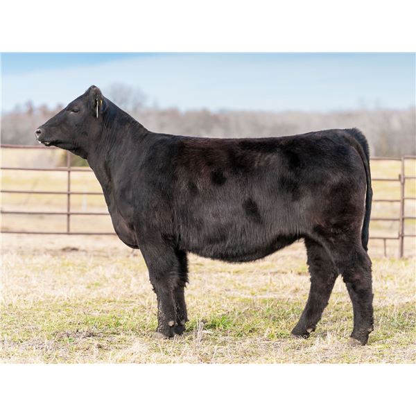 Byergo Elia Cupcake 0419 x Silver Bullet