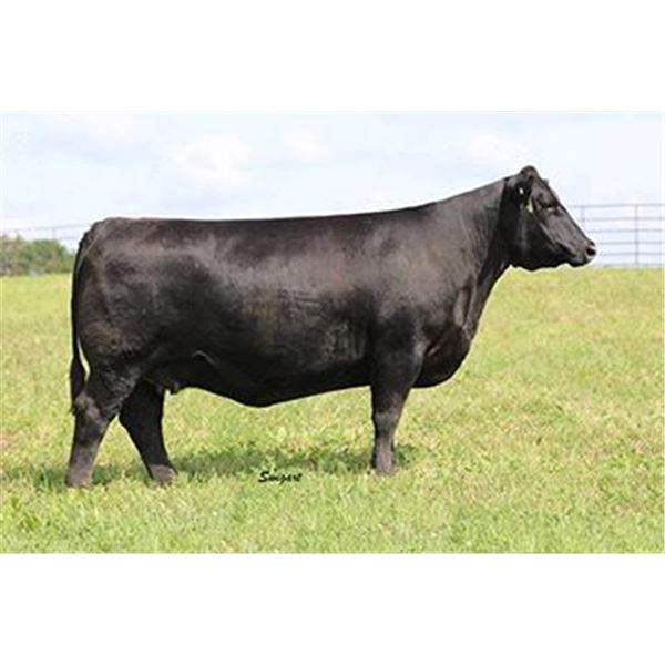 Byergo Elia 8360 x Maifeld 5013 0009