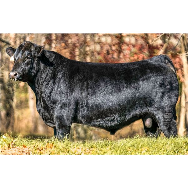 Byergo Elia 5228 x B-Precise 46G