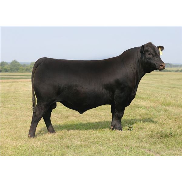 Cupcake 8205 X Ankonian Paragon OC4