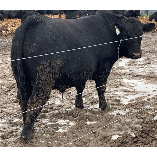 5 straws of Byergo Silver Bullet