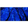 Image 1 : Bragg "Forest Night"