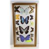 Image 1 : SPECIMEN BUTTERFLYS PRESERVED IN FRAME