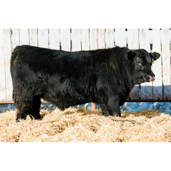 KS CATTLE CORP - KSCC MONUMENTAL 9J