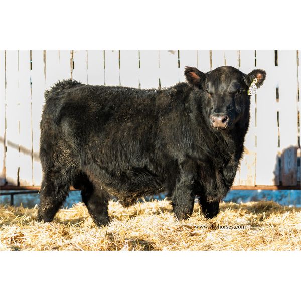 KS CATTLE CORP - KSCC HARVESTOR 21J