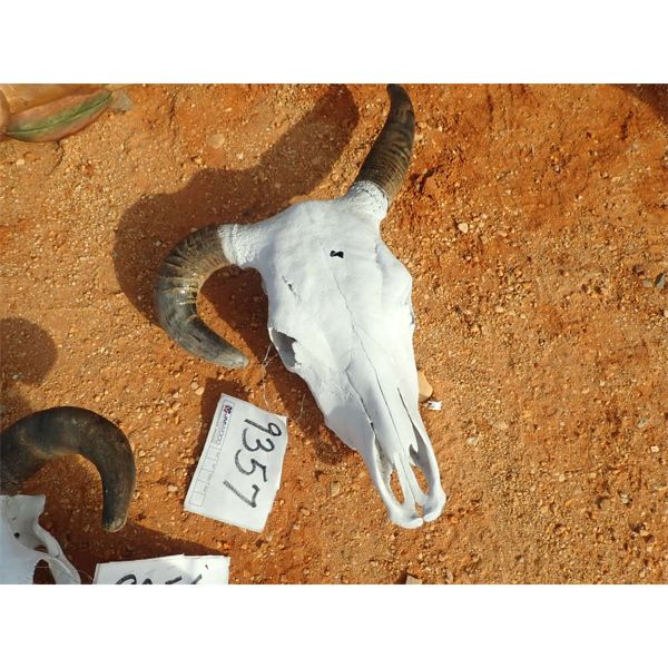 COW SKULL
