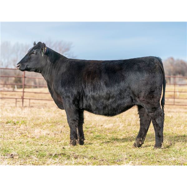 Byergo Elia Cupcake 490 x Connealy Common Ground