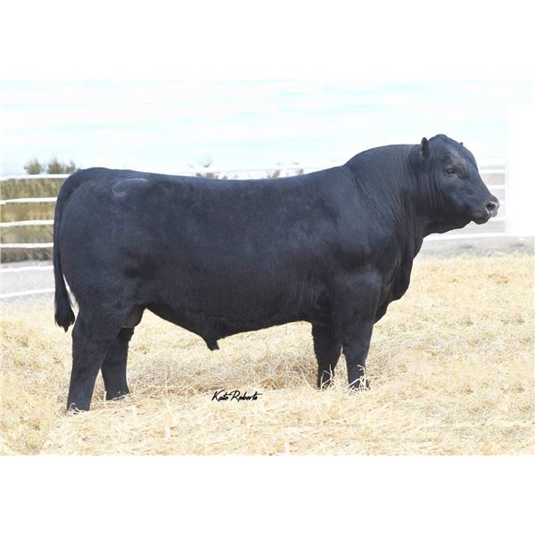 1 straw Connealy Clarity