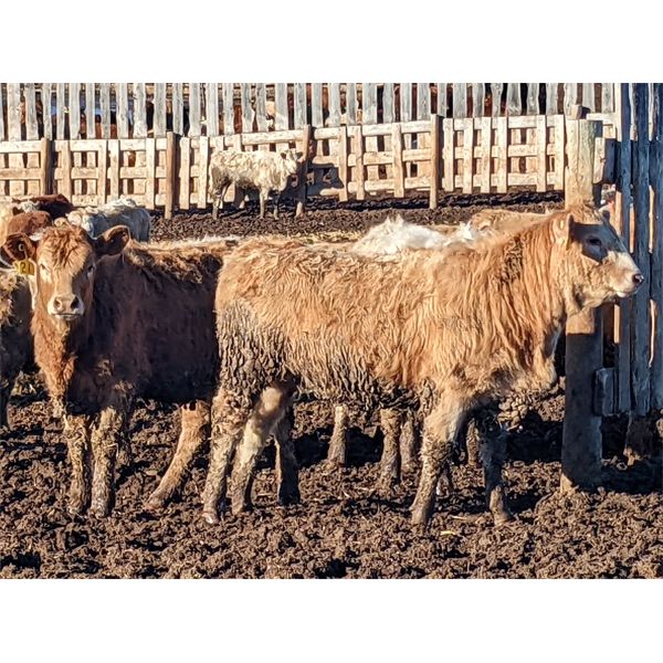 McComish Ranch - 685# Heifers - 256 Head (Stettler, AB)