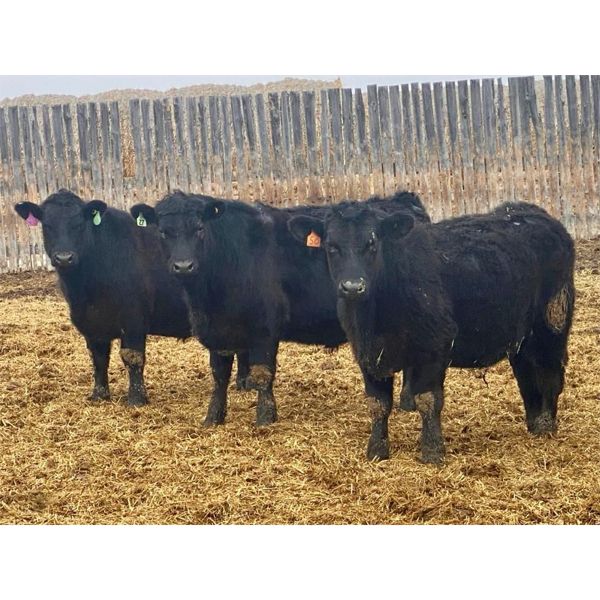 East Hilltop Holdings - 850# Steers - 116 Head (Carstairs, AB)