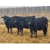Image 1 : East Hilltop Holdings - 850# Steers - 116 Head (Carstairs, AB)