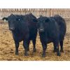 Image 2 : East Hilltop Holdings - 850# Steers - 116 Head (Carstairs, AB)