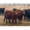 Image 4 : East Hilltop Holdings - 850# Steers - 116 Head (Carstairs, AB)