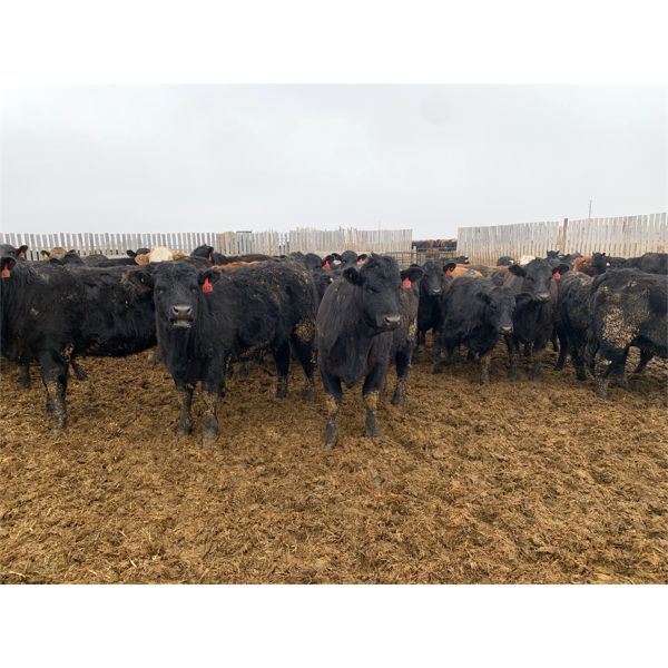 Rice Farms - 890# Heifers - 70 Head (Lacombe, AB)