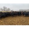 Image 2 : Rice Farms - 890# Heifers - 70 Head (Lacombe, AB)