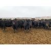 Image 3 : Rice Farms - 890# Heifers - 70 Head (Lacombe, AB)