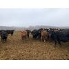 Image 5 : Rice Farms - 890# Heifers - 70 Head (Lacombe, AB)