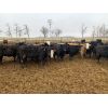 Image 6 : Rice Farms - 890# Heifers - 70 Head (Lacombe, AB)