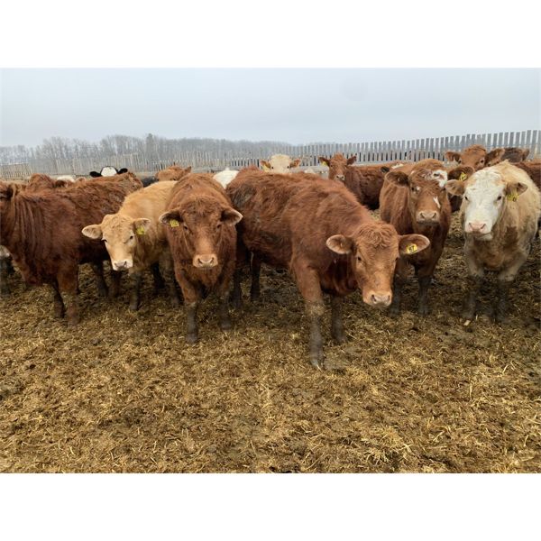 Rice Farms - 875# Heifers - 70 Head (Lacombe, AB)