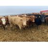 Image 2 : Rice Farms - 875# Heifers - 70 Head (Lacombe, AB)