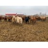 Image 3 : Rice Farms - 875# Heifers - 70 Head (Lacombe, AB)