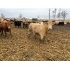 Image 6 : Rice Farms - 875# Heifers - 70 Head (Lacombe, AB)