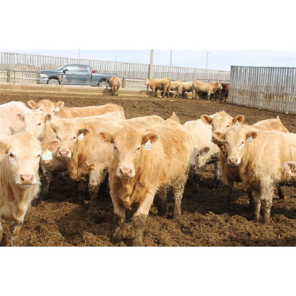 Lacasse Farms Ltd. - 890# Heifers - 67 Head (Kincaid, SK)