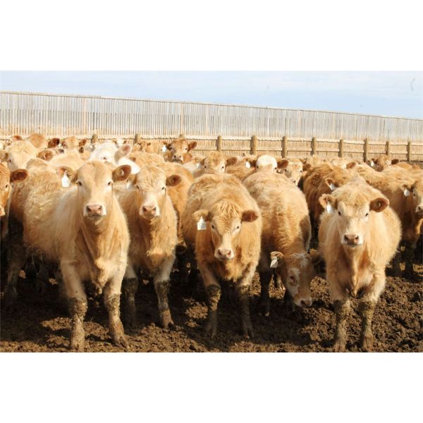 Lacasse Farms Ltd. - 905# Heifers - 198 Head (Kincaid, SK)