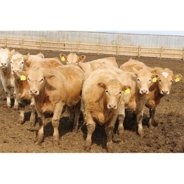 Lacasse Farms Ltd. - 895# Heifers - 201 Head (Kincaid, SK)