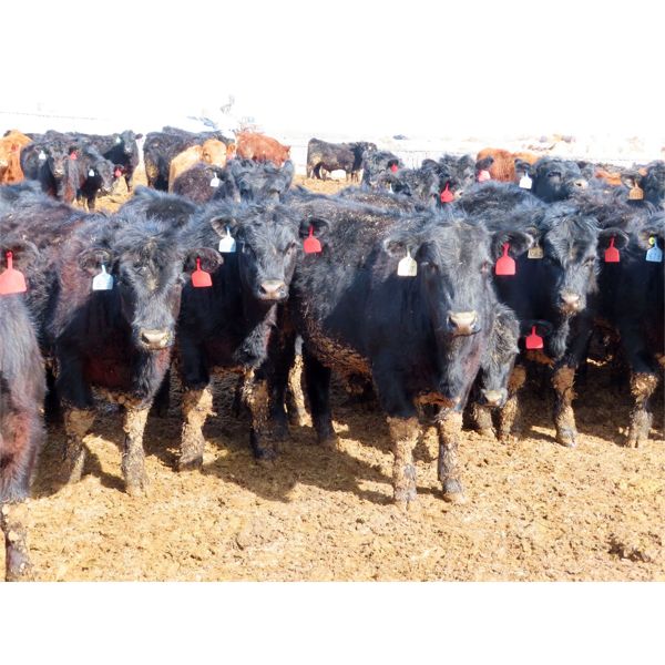 Little Rainbow Ranch - 770# Steers - 235 Head (Moosomin, SK)