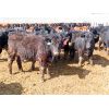 Image 3 : Little Rainbow Ranch - 770# Steers - 235 Head (Moosomin, SK)