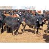 Image 4 : Little Rainbow Ranch - 770# Steers - 235 Head (Moosomin, SK)