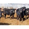 Image 6 : Little Rainbow Ranch - 770# Steers - 235 Head (Moosomin, SK)