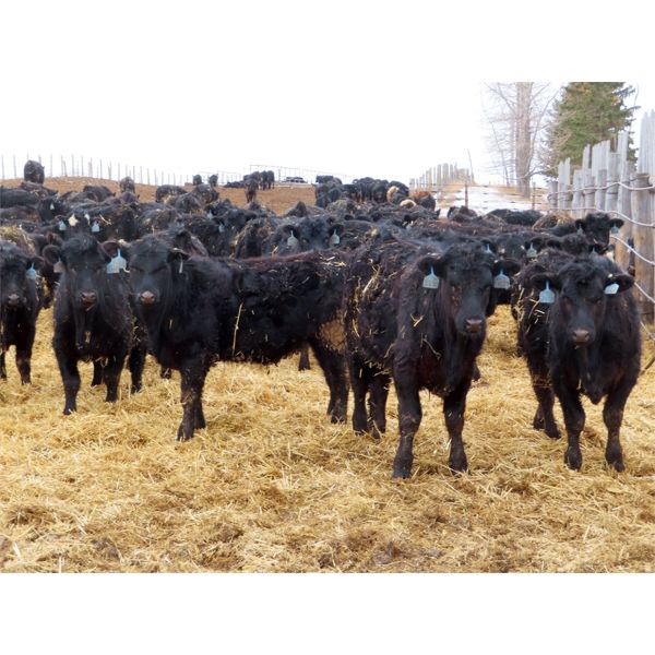 D&N Livestock - 715# Steers - 172 Head (Peebles, SK)
