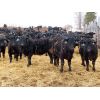 Image 1 : D&N Livestock - 715# Steers - 172 Head (Peebles, SK)