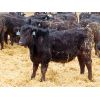 Image 2 : D&N Livestock - 715# Steers - 172 Head (Peebles, SK)