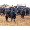 Image 3 : D&N Livestock - 715# Steers - 172 Head (Peebles, SK)