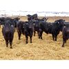 Image 4 : D&N Livestock - 715# Steers - 172 Head (Peebles, SK)