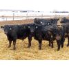 Image 5 : D&N Livestock - 715# Steers - 172 Head (Peebles, SK)